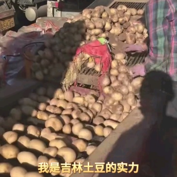 吉林土豆，尤金885，实验+保质保量欢迎客商