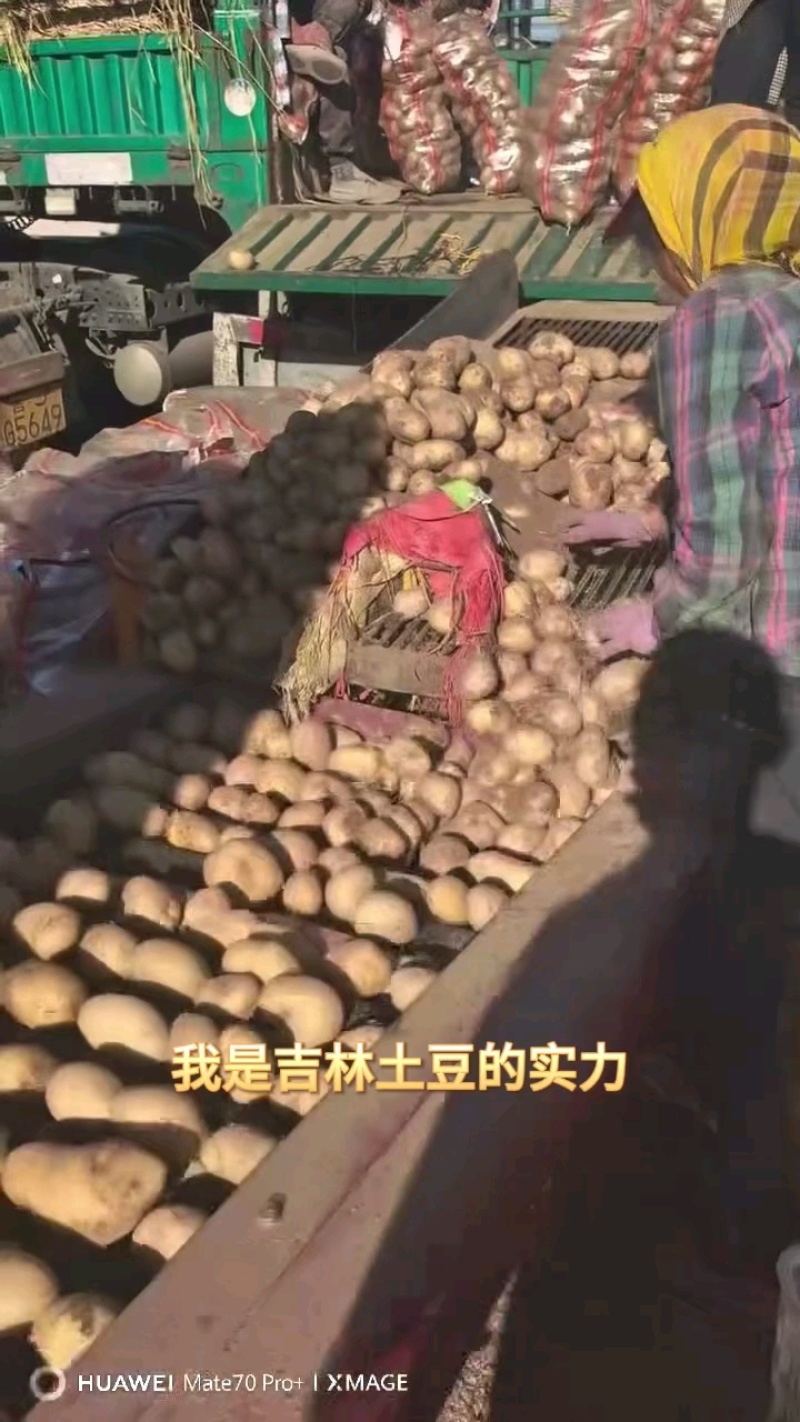 吉林土豆，尤金885，实验+保质保量欢迎客商