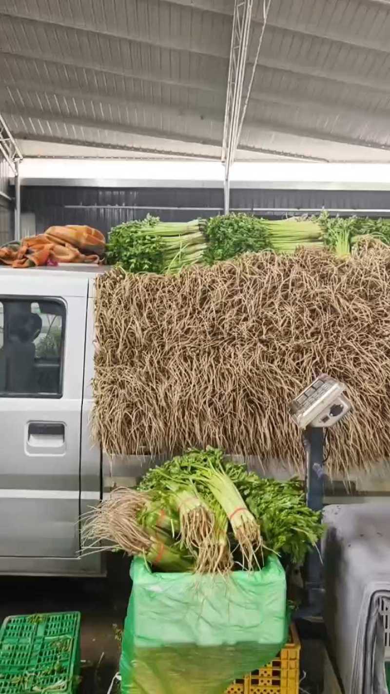 宁夏银川小香芹，大量上市，产地直发，品质有保障