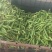 太阳花四川绵阳精品太阳花玉米，规格齐全，可视频看货选货