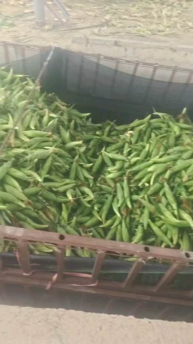 太阳花四川绵阳精品太阳花玉米，规格齐全，可视频看货选货
