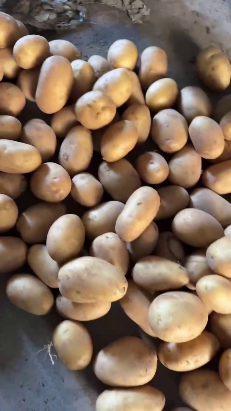 开封黄心土豆品质保障货源充足规格齐全货发全国