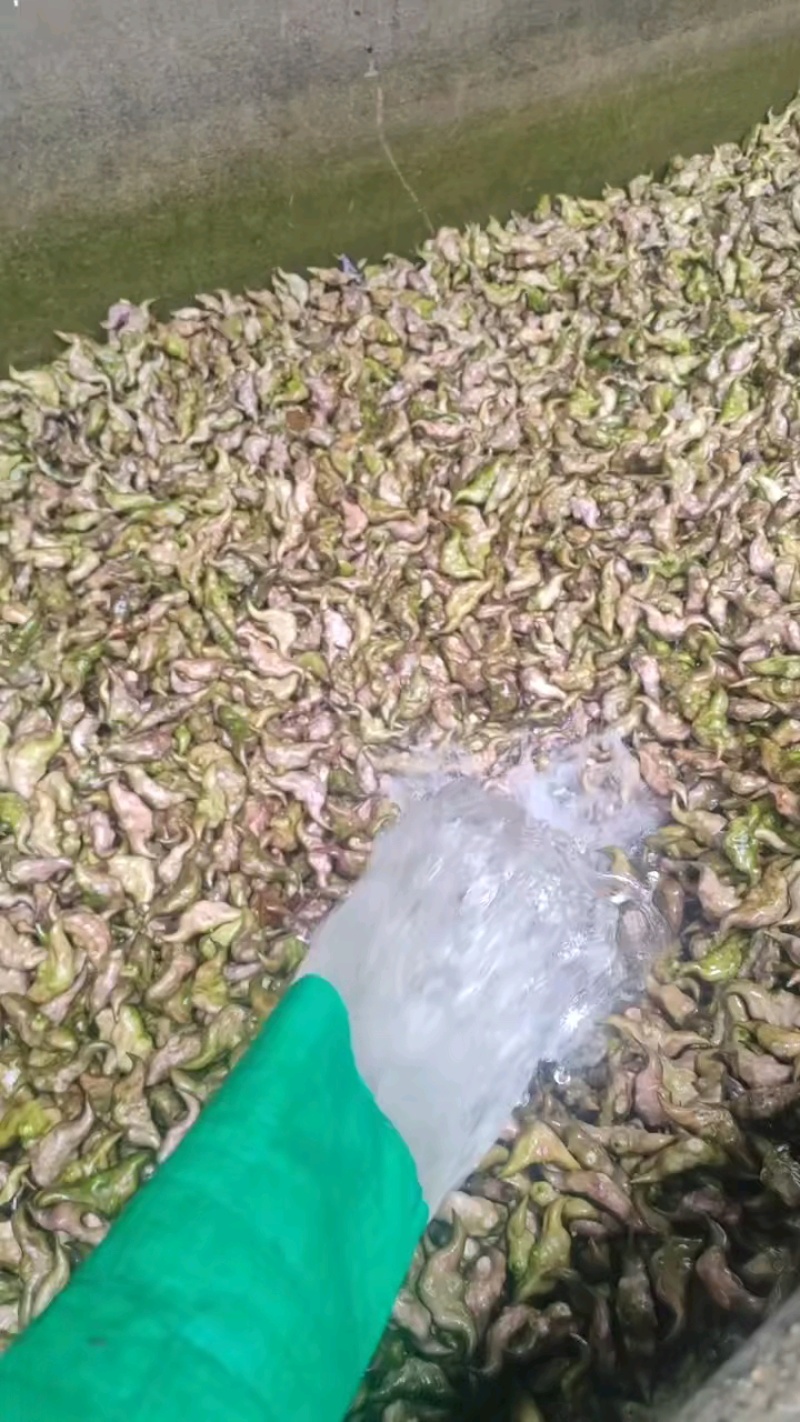 菱角大青菱