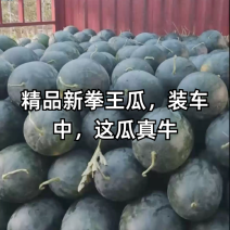 【新拳王】市场新宠，头茬上市，产地直供，货发全国！