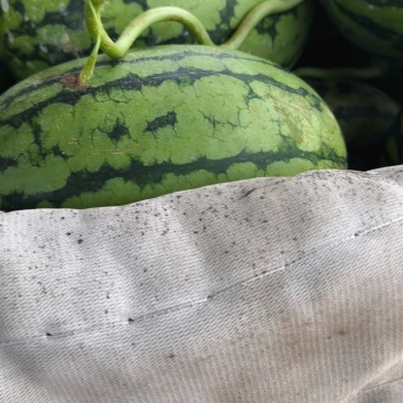 小糖丸西瓜个大甜，两车货同时发车