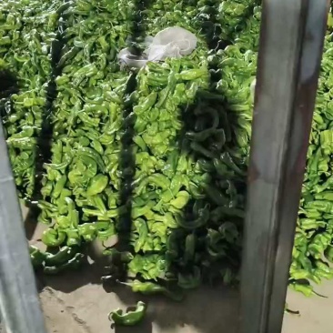 新鲜薄皮辣椒