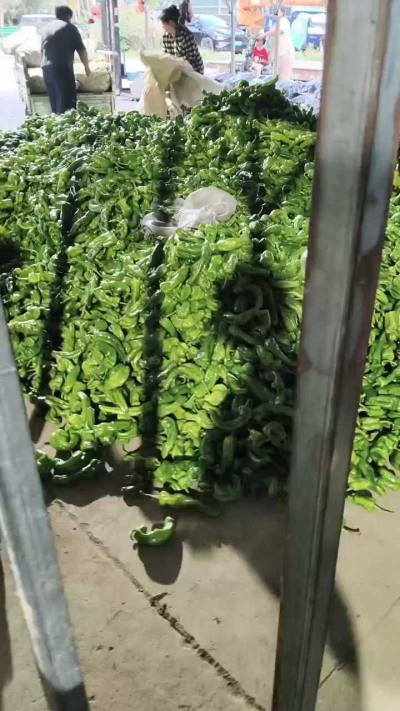 新鲜薄皮辣椒