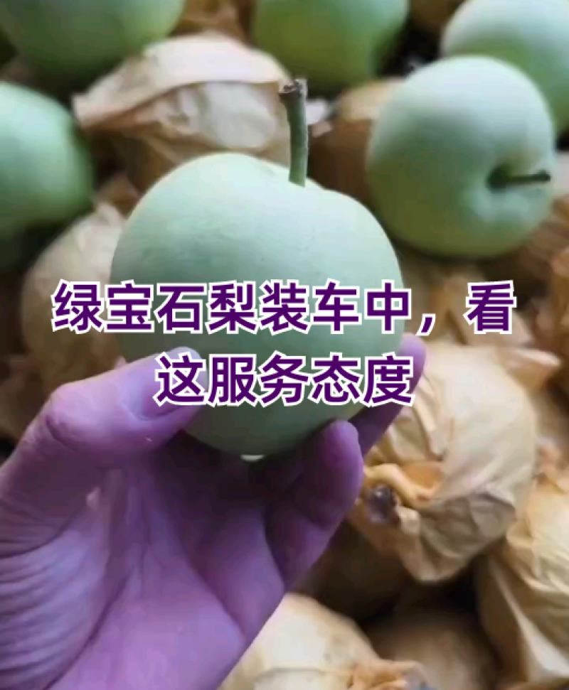 绿宝石梨《新梨》大量下树，一级果，二级货源，充足大量现货