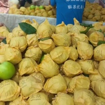 河北梨，酥脆一号梨，口感好，质量保证，诚信第一位