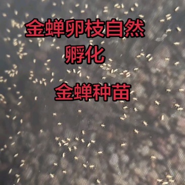 金蝉种苗25.9元一克，包活爬叉种子，基地直供，技术指导