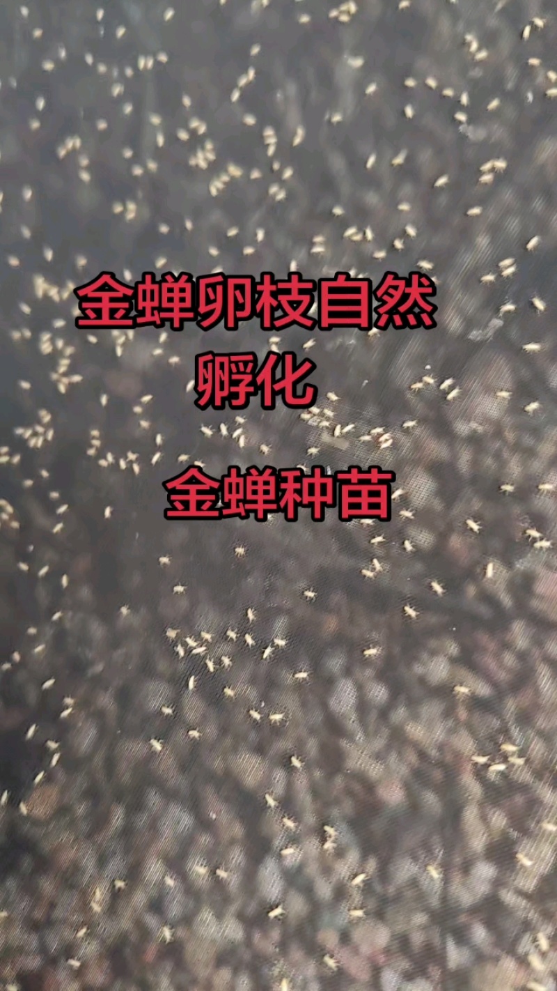 金蝉种苗25.9元一克，包活爬叉种子，基地直供，技术指导