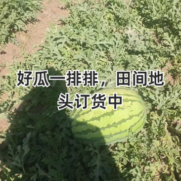 宁夏西瓜中卫硒砂瓜金城5号金花系列代发全国市场