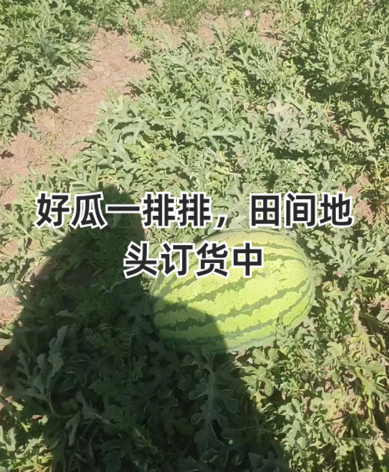 宁夏西瓜中卫硒砂瓜金城5号金花系列代发全国市场
