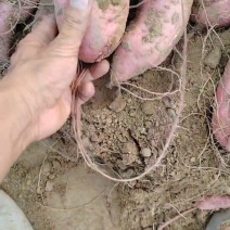 红薯