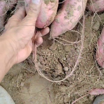 红薯