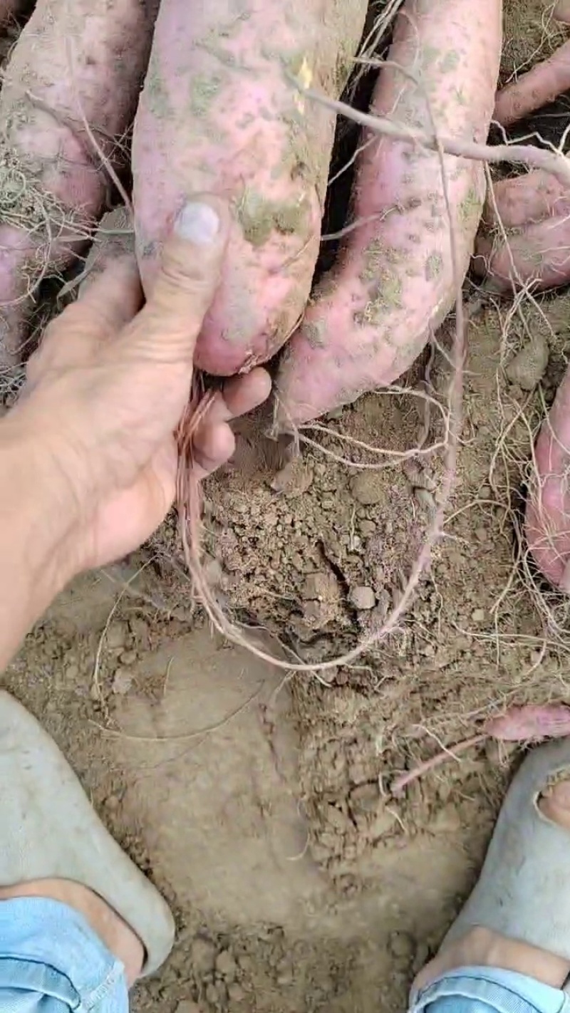 红薯