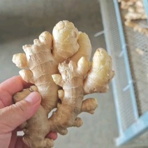 山东大黄姜货源充足保质保量支持电商，商超市场出口加工供货