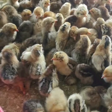 【厂家热卖】快大青脚麻鸡苗,麻鸡苗防疫全,货到满意在付款
