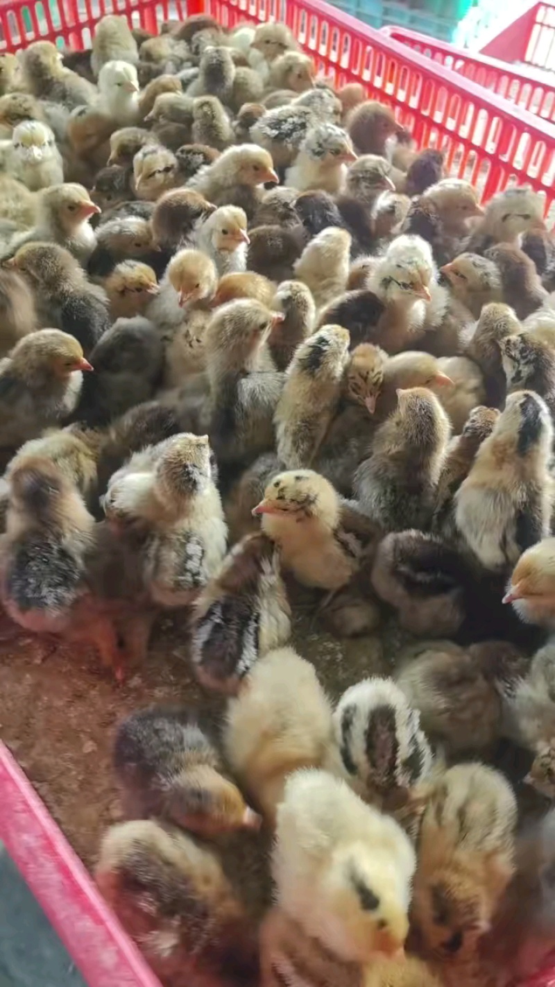 【厂家热卖】快大青脚麻鸡苗，麻鸡苗防疫全，货到满意在付款