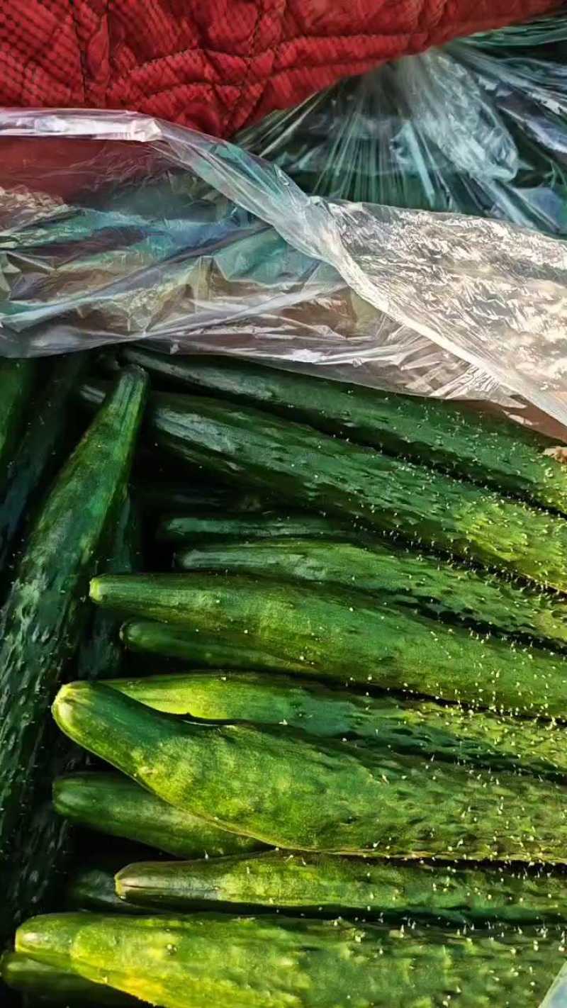 河南焦作精品密刺黄瓜条型好货源充足基地直供欢迎选购