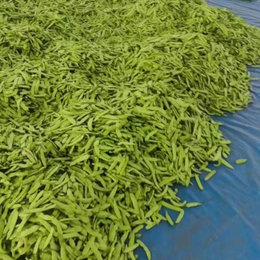 吉林豆角高质量油豆角，蔬菜之乡，产地直发。