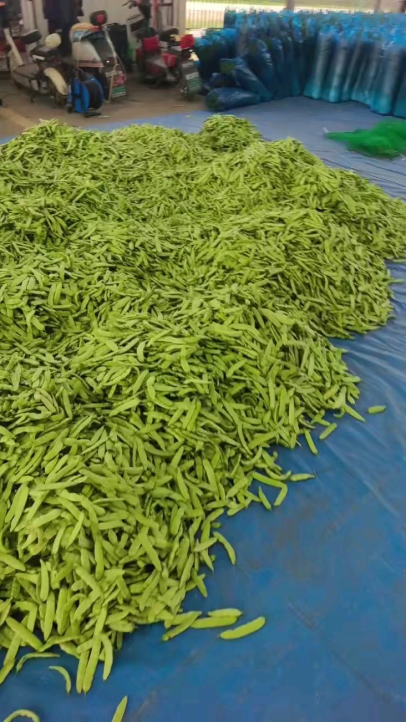 吉林豆角高质量油豆角，蔬菜之乡，产地直发。