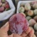 大芙蓉李子，秋季李子，小芙蓉李子大量上市走货进行中
