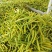 大白条黄花菜