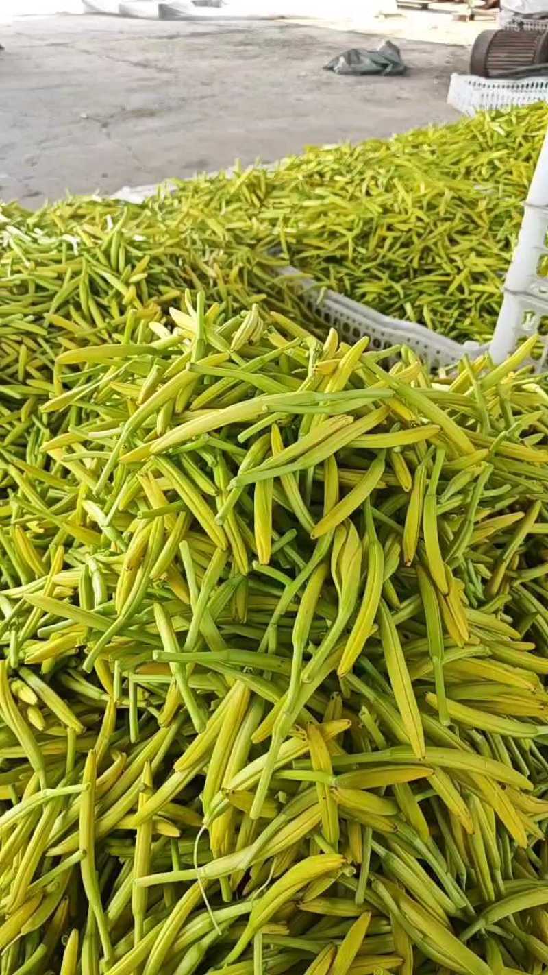 大白条黄花菜