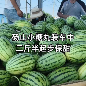 安徽省小糖丸手撕爆汁瓜，小薄皮大红瓤，含糖量12.6以上