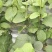 水杨桃根系瑞玉、金福、金艳、翠香徐香等猕猴桃苗大量供应
