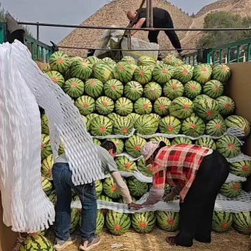 宁夏金花西瓜一手货源产地直销诚信经营一条龙