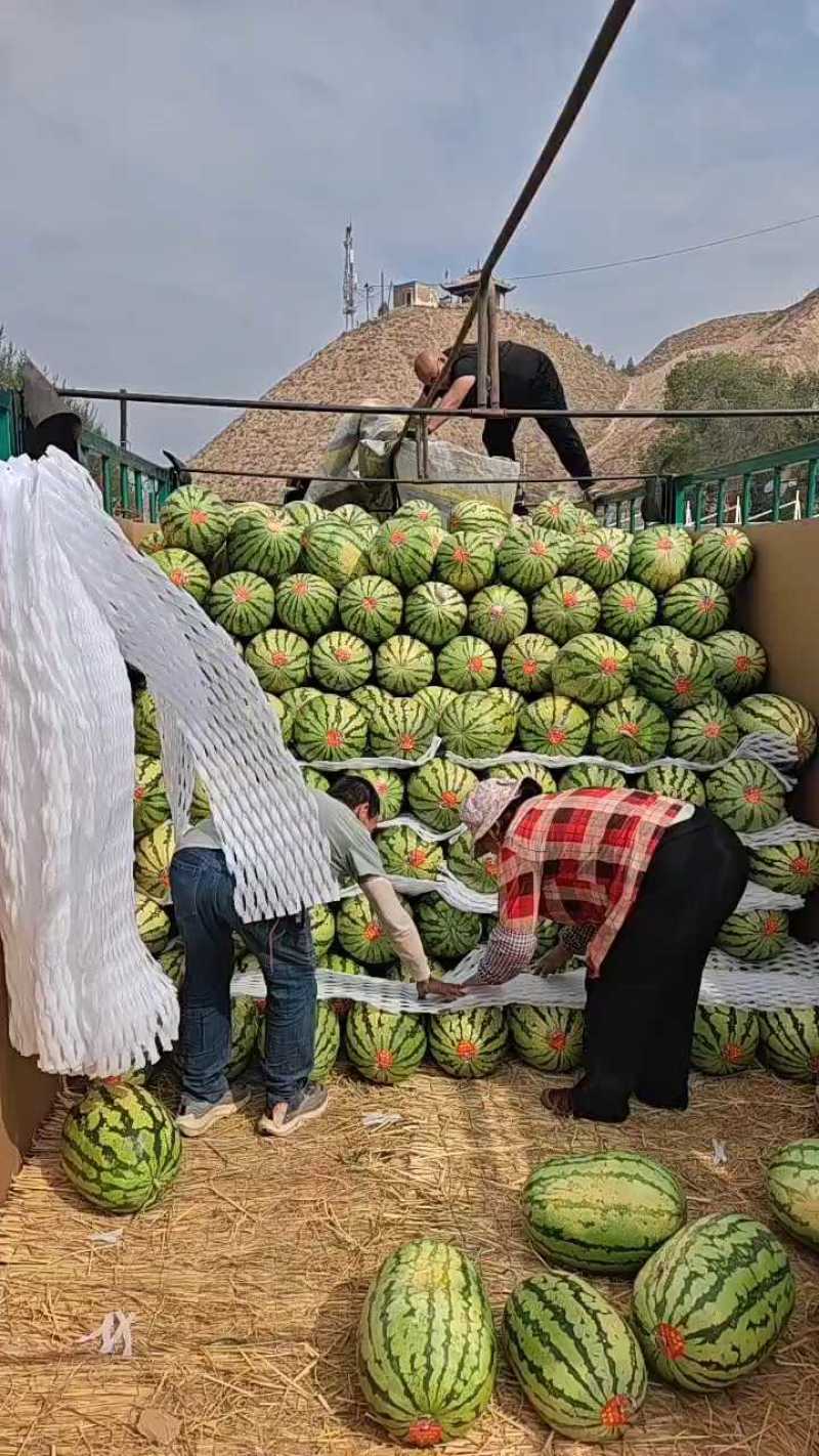宁夏金花西瓜一手货源产地直销诚信经营一条龙