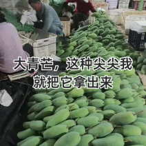 攀枝花大青芒金煌产地一手货源对接批发商电商商超