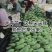攀枝花大青芒金煌产地一手货源对接批发商电商商超