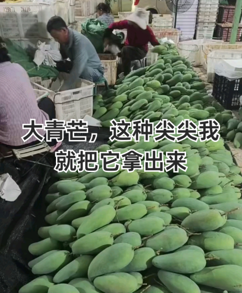 攀枝花大青芒金煌产地一手货源对接批发商电商商超