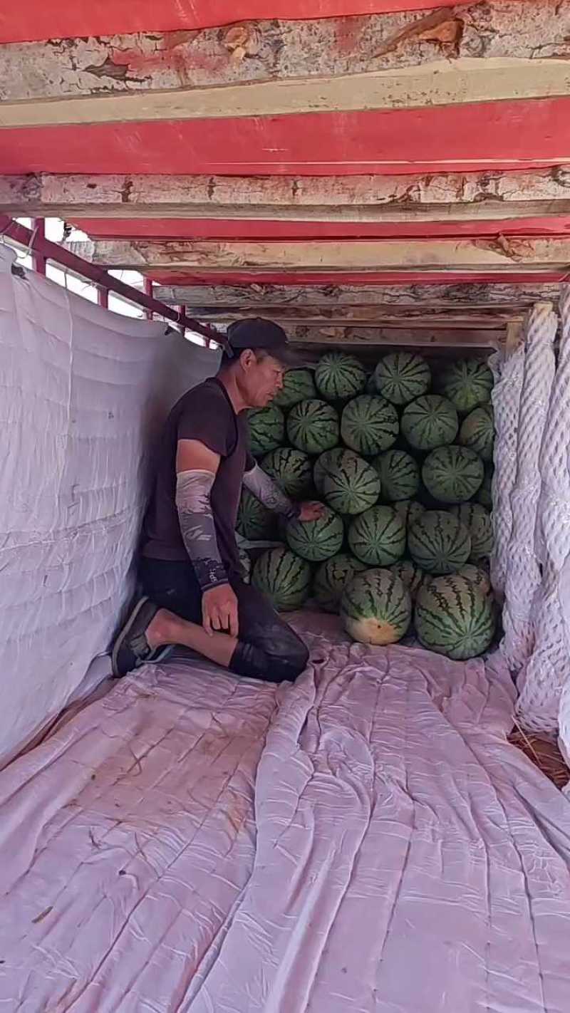 新疆昌吉，金城五号，安农系列产品，产地直供！