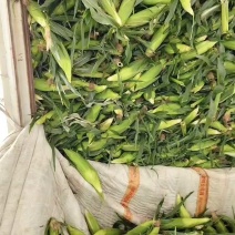 新鲜玉米刚到货个头大甜度够，一斤左右