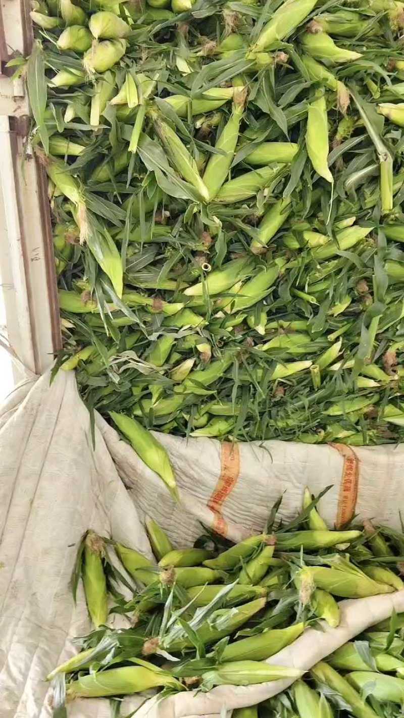 新鲜玉米刚到货个头大甜度够，一斤左右
