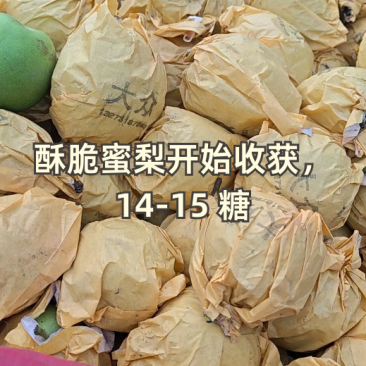 【精选】酥脆一号口感脆甜规格齐全价格优惠全国代发