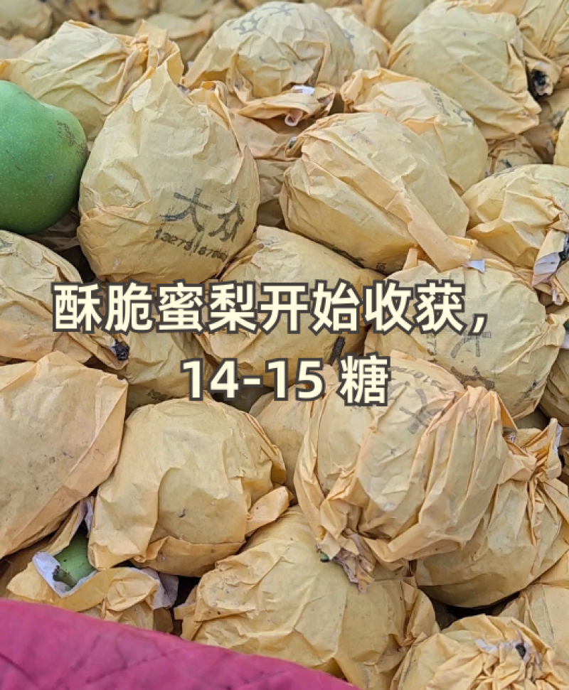 【精选】酥脆一号口感脆甜规格齐全价格优惠全国代发