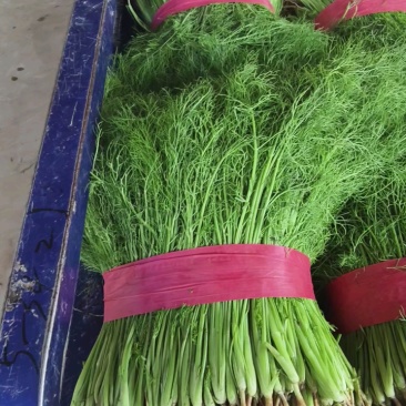 精品茴香苗产地直发一手货源质量保证!