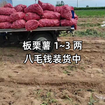 济26红薯