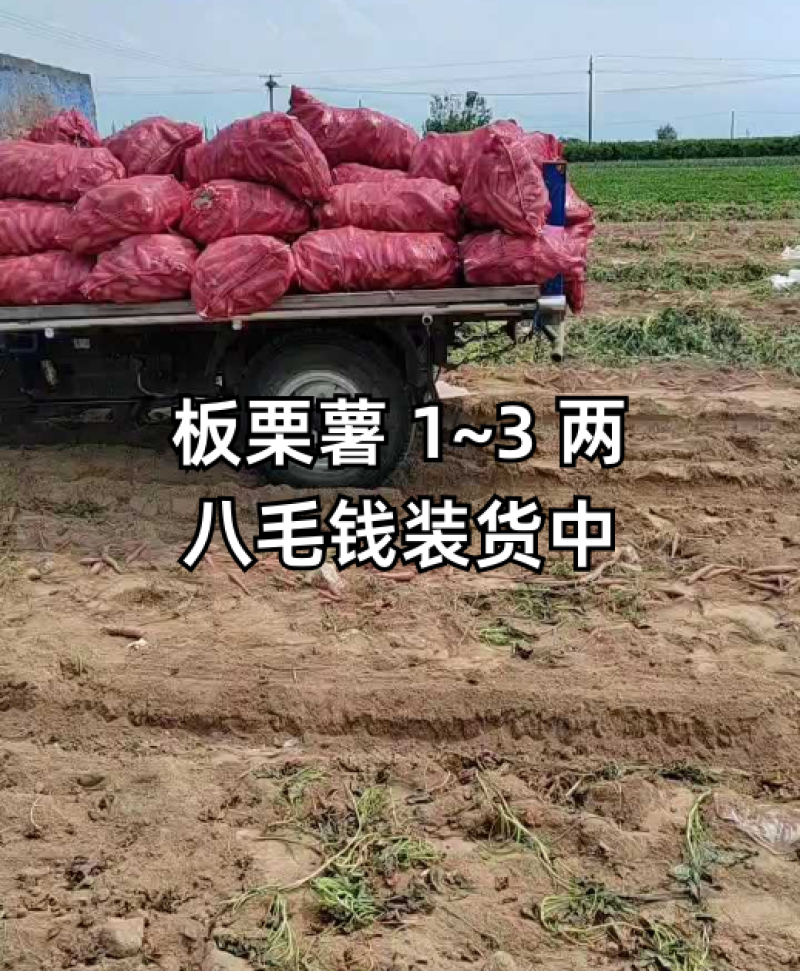 济26红薯