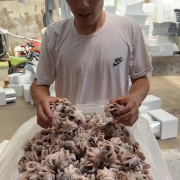 迷你八爪鱼半斤小包装，去内脏直接做