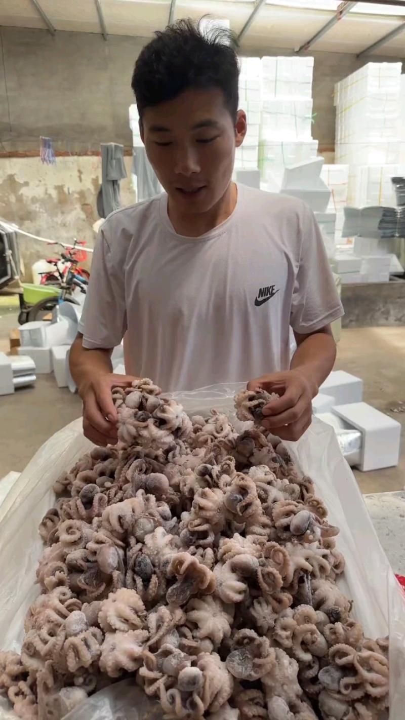 迷你八爪鱼半斤小包装，去内脏直接做