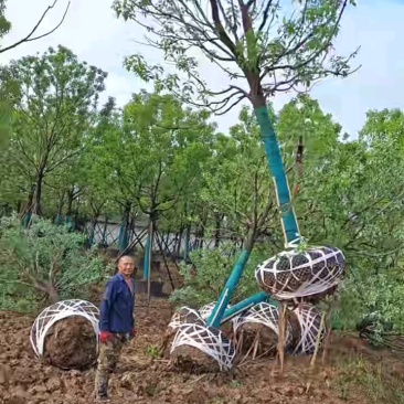 湖北香樟大量上市欢迎各位老板前来采购