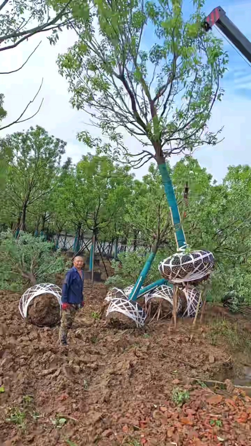 湖北香樟大量上市欢迎各位老板前来采购