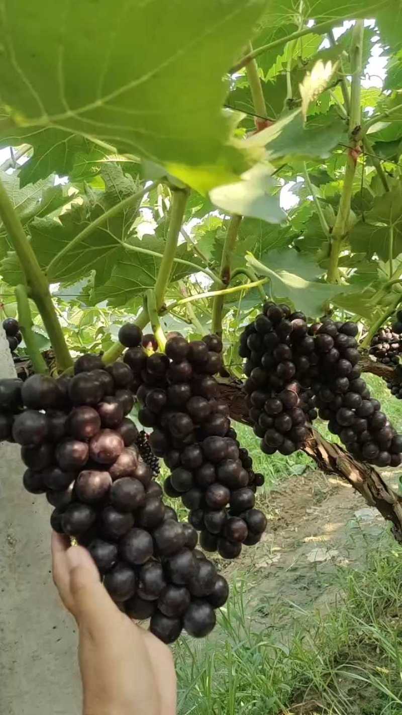 山东夏黑葡萄，产地葡萄大掉价，口感甜，颜色黑，可代发货颗