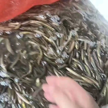精品小泥鳅，筛分好3到5.5厘米，挂钩，打窝，放生喂鱼